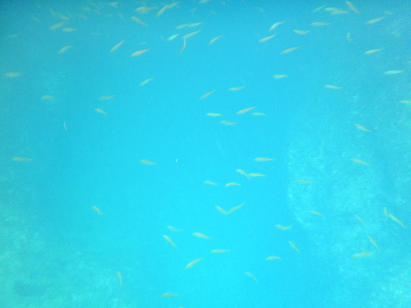 シーカヤックの下にはたくさんのお魚が泳いでいます