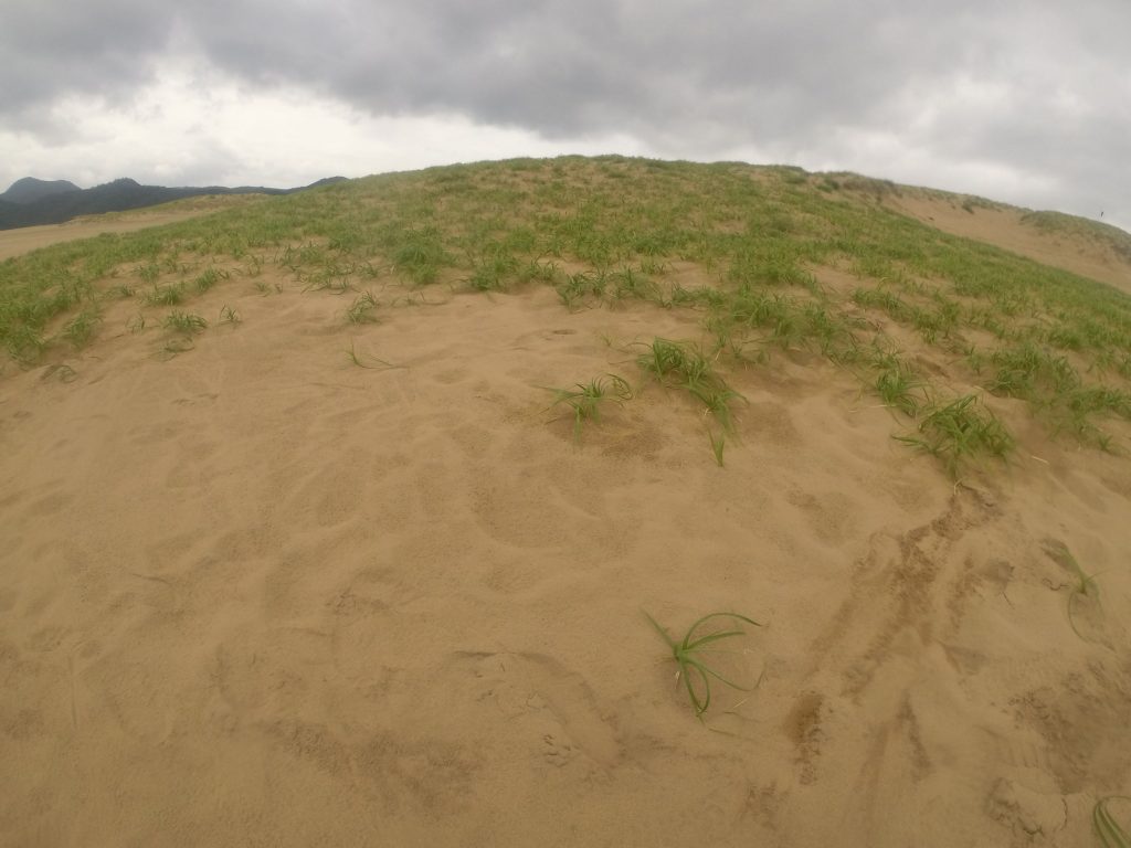 だんだん北東風が強くなっていった日曜の鳥取砂丘